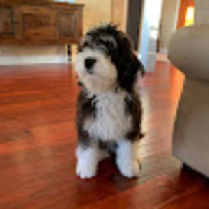 Meet your Posher, Claire